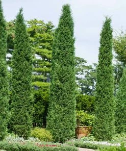 Brighter Blooms Juniper Trees Taylor Juniper Tree