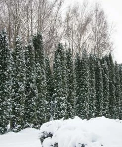 Brighter Blooms Juniper Trees Taylor Juniper Tree