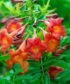 Brighter Blooms Bells Of Fire™ Tecoma