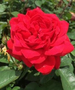 Brighter Blooms The Grand Champion™ Double Red Rose