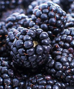 Brighter Blooms Fruit Trees Thornless Blackberry Bush