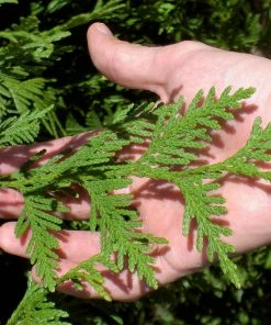 NO WARRANTY Thuja Green Giant Tree 11 NO WARRANTY Thuja Green Giant Tree