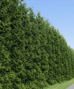 Brighter Blooms Thuja Green Giant Tree