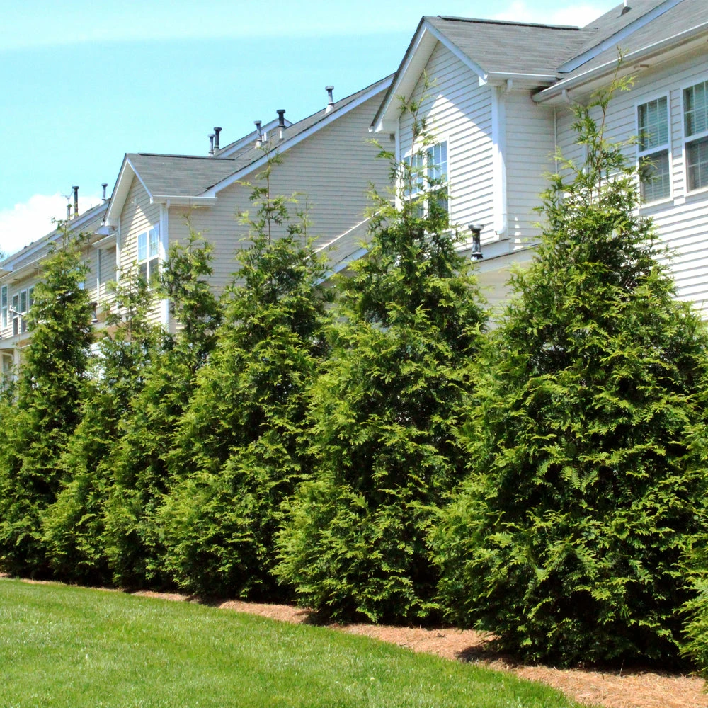 NO WARRANTY Thuja Green Giant Tree 4 NO WARRANTY Thuja Green Giant Tree