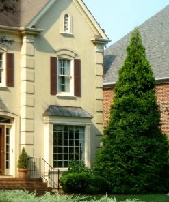 Brighter Blooms Warm-Climate Privacy Kit Evergreen & Privacy