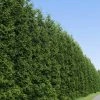 Brighter Blooms Thuja Green Giant Tree Evergreen & Privacy