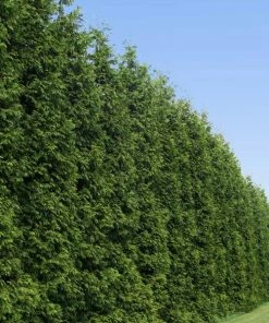 Brighter Blooms Thuja Green Giant Tree