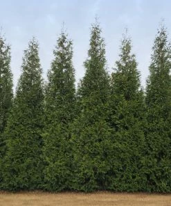 Brighter Blooms Junior Giant Thuja Tree