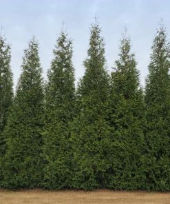 Brighter Blooms Junior Giant Thuja Tree