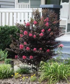 Brighter Blooms Thunderstruck™ Coral Boom™ Crape Myrtle Flowering Trees
