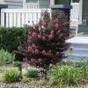 Brighter Blooms Thunderstruck™ Coral Boom™ Crape Myrtle Flowering Trees