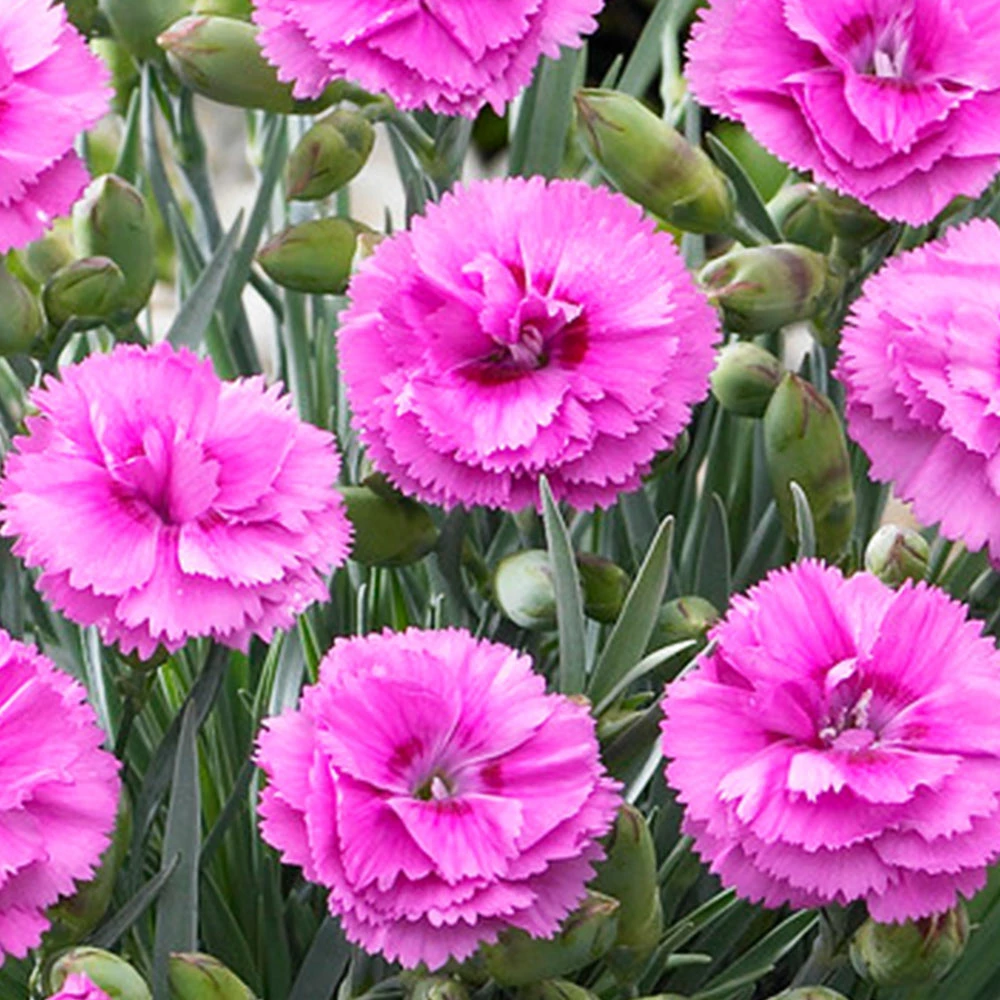Brighter Blooms Scent First® Tickled Pink Dianthus Perennials 2 Brighter Blooms Scent First® Tickled Pink Dianthus Perennials
