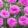 Brighter Blooms Scent First® Tickled Pink Dianthus Perennials