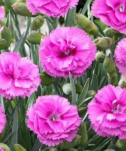 Brighter Blooms Scent First® Tickled Pink Dianthus Perennials