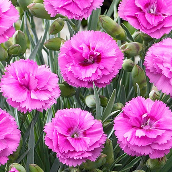 Brighter Blooms Scent First® Tickled Pink Dianthus Perennials 1 Brighter Blooms Scent First® Tickled Pink Dianthus Perennials