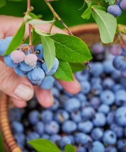 Brighter Blooms Fruit Trees Tifblue Blueberry Bush
