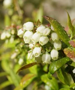 Brighter Blooms Fruit Trees Tifblue Blueberry Bush