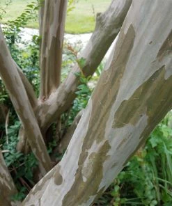 Brighter Blooms Flowering Trees Tonto Red Crape Myrtle Tree