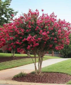 Brighter Blooms Flowering Trees Tonto Red Crape Myrtle Tree