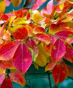 Brighter Blooms Flowering Trees Tonto Red Crape Myrtle Tree