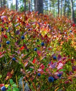 Brighter Blooms Blueberry Bushes Top Hat Blueberry Bush