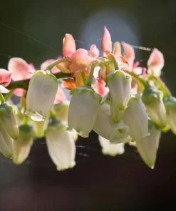 Brighter Blooms Toro Blueberry Bush Blueberry Bushes