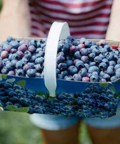 Brighter Blooms Toro Blueberry Bush Blueberry Bushes