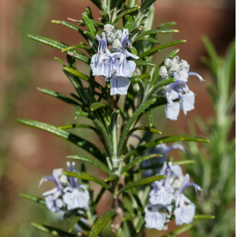 Brighter Blooms Creeping Rosemary SHOP ALL 2 Brighter Blooms Creeping Rosemary SHOP ALL