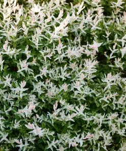 Brighter Blooms Flowering Trees Tri Color Willow Tree