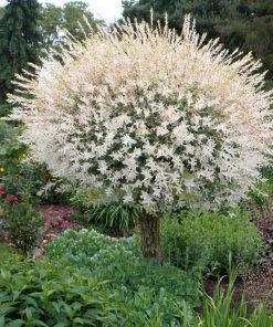 Brighter Blooms Flowering Trees Tri Color Willow Tree