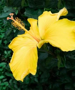 Brighter Blooms Yellow Tropical Hibiscus Tree Flowering Trees