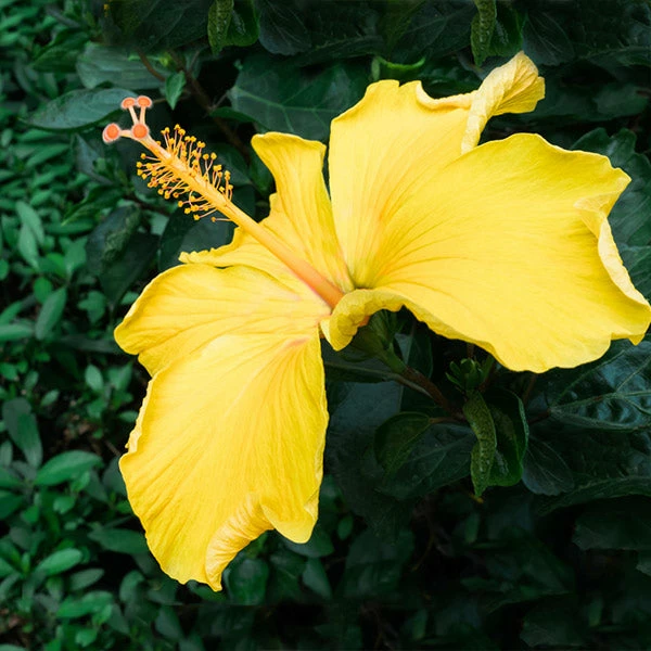 Brighter Blooms Yellow Tropical Hibiscus Tree Flowering Trees 1 Brighter Blooms Yellow Tropical Hibiscus Tree Flowering Trees