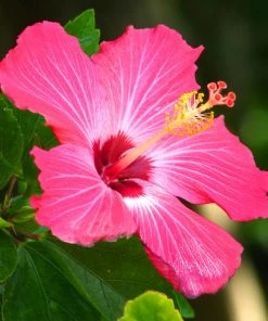 Brighter Blooms Pink Tropical Hibiscus Tree
