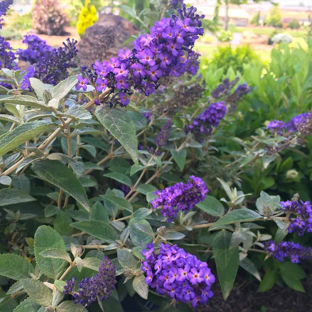Brighter Blooms True Blue Butterfly Bush (Tree Form) 3 Brighter Blooms True Blue Butterfly Bush (Tree Form)