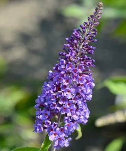 Brighter Blooms True Blue Butterfly Bush (Tree Form)