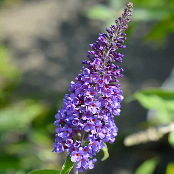 Brighter Blooms True Blue Butterfly Bush (Tree Form) 1 Brighter Blooms True Blue Butterfly Bush (Tree Form)