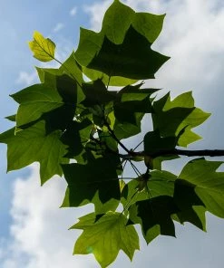 Brighter Blooms Flowering Trees Tulip Poplar Tree