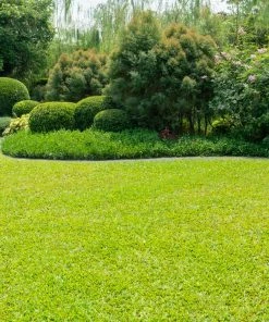 Brighter Blooms TurboTurf™ Bermudagrass Seed