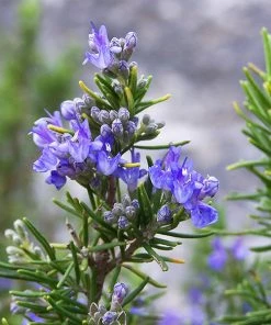 Brighter Blooms Tuscan Blue Rosemary Plant SHOP ALL 6 Brighter Blooms Tuscan Blue Rosemary Plant SHOP ALL