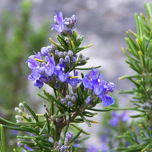 Brighter Blooms Tuscan Blue Rosemary Plant SHOP ALL 3 Brighter Blooms Tuscan Blue Rosemary Plant SHOP ALL