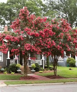 Brighter Blooms Tuscarora Crape Myrtle Tree Flowering Trees