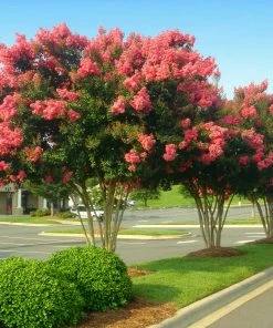 Brighter Blooms Tuscarora Crape Myrtle Tree 8 Brighter Blooms Tuscarora Crape Myrtle Tree