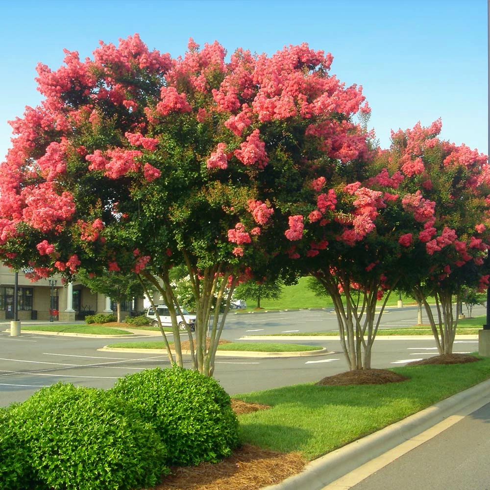 Brighter Blooms Tuscarora Crape Myrtle Tree 3 Brighter Blooms Tuscarora Crape Myrtle Tree