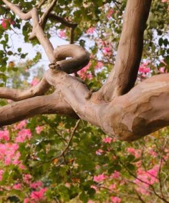 Brighter Blooms Tuscarora Crape Myrtle Tree 10 Brighter Blooms Tuscarora Crape Myrtle Tree