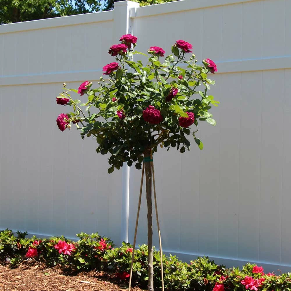 Brighter Blooms Twilight Zone Standard Rose Tree 1 Brighter Blooms Twilight Zone Standard Rose Tree