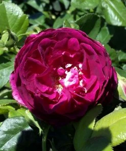 Brighter Blooms Twilight Zone Standard Rose Tree 5 Brighter Blooms Twilight Zone Standard Rose Tree