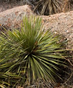 Brighter Blooms Twin Flower Agave Plant