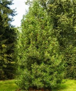 Brighter Blooms Japanese Umbrella Pine Tree Evergreen & Privacy 7 Brighter Blooms Japanese Umbrella Pine Tree Evergreen & Privacy