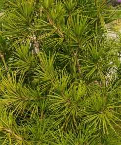 Brighter Blooms Japanese Umbrella Pine Tree Evergreen & Privacy 6 Brighter Blooms Japanese Umbrella Pine Tree Evergreen & Privacy
