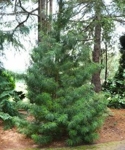 Brighter Blooms Japanese Umbrella Pine Tree Evergreen & Privacy